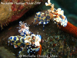 Tulamben is harlequin shrimps' heaven... by Michelle Choong_khoo 